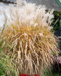 Miscanthus sinensis Ballerina у цвітінні